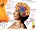 /album/galeria-de-fotos/glucose-e-cerebro-jpg-opt800x667o0-0s800x667-jpg/