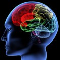 /album/galeria-de-fotos/cerebro-jpg/