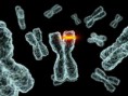 /album/galeria-de-fotos/genetic-jpg/